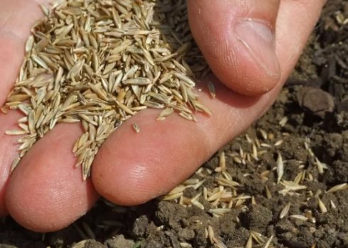 Коли сіяти і яку обрати газонну траву