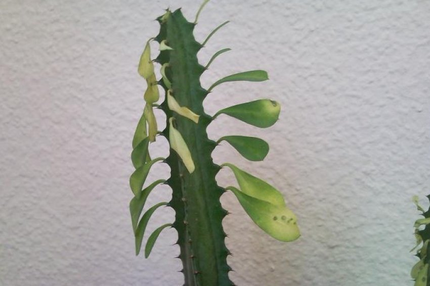 Жовтіють листя у молочаю