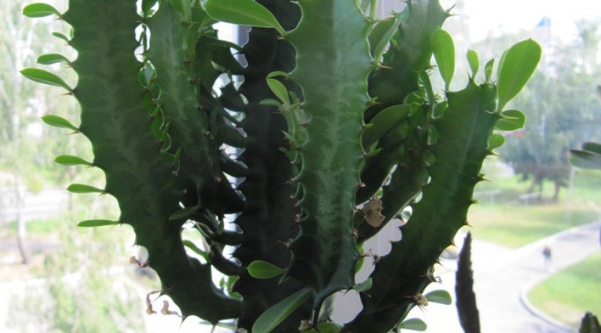 Борошниста роса