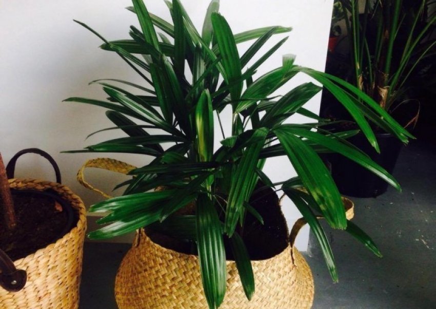 Пальма рапис