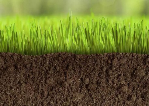 Як підготувати ґрунт під газон своїми руками