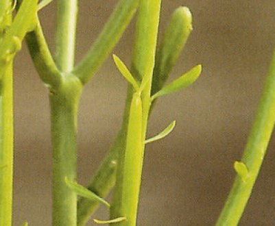 Молочай тірукаллі: догляд в домашніх умовах