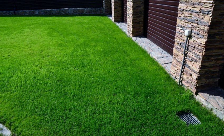 Газон з овсяниці