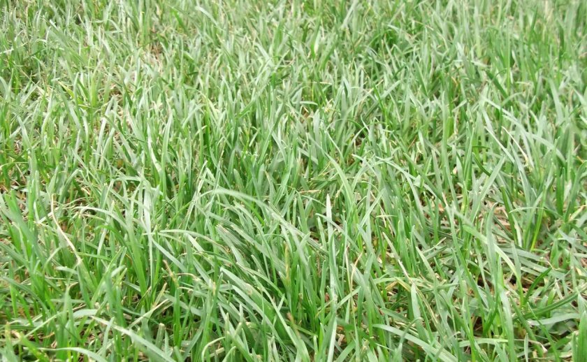 Низкорослая трава для газона не требующая стрижки