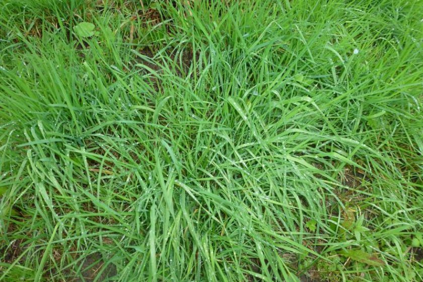 Низкорослая трава для газона не требующая стрижки