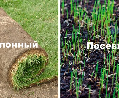 Що краще: готовий газон в рулонах або відсівний газон?