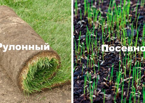 Что лучше: рулонный или посевной газон