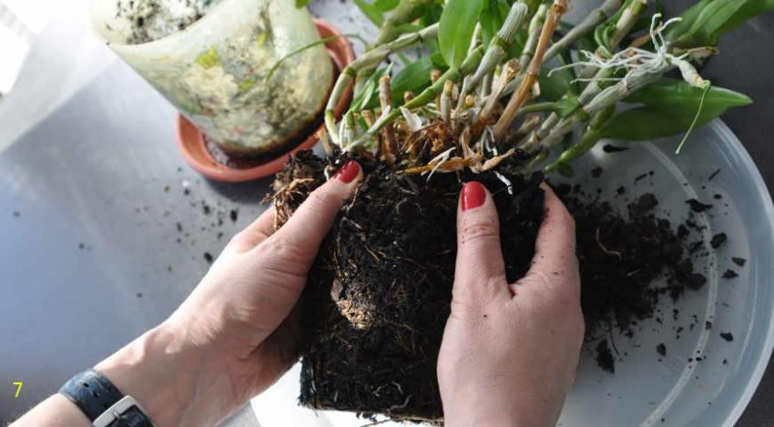 Ділення куща орхідеї