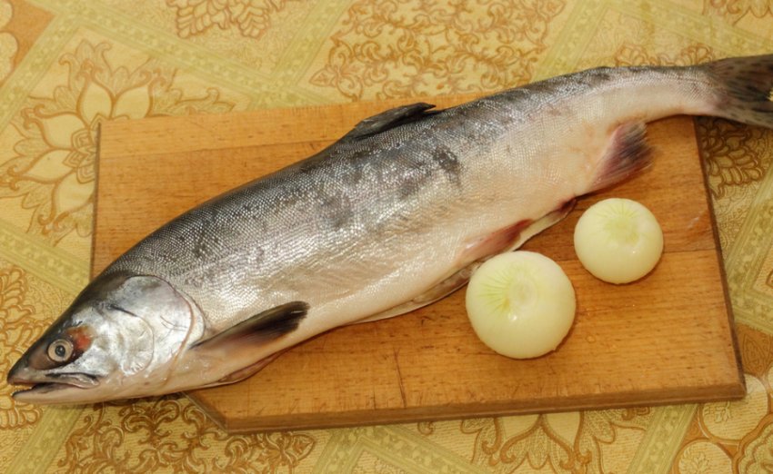 Горбуша Горбуша