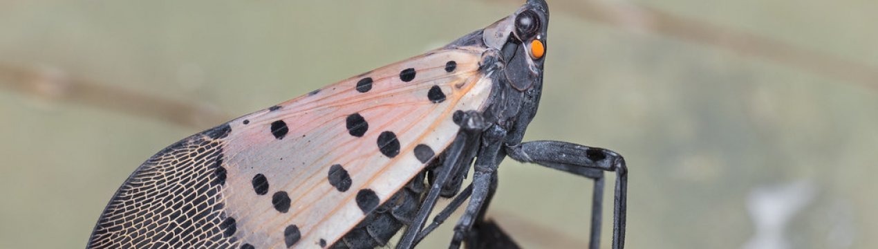 Новий шкідник загрожує садам Європи