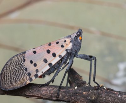 Новий шкідник загрожує садам Європи