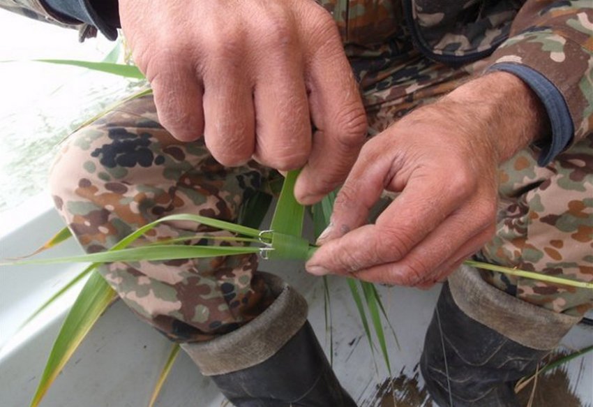 Ловля на очерет