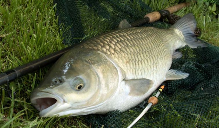 Риболовля на білого амура