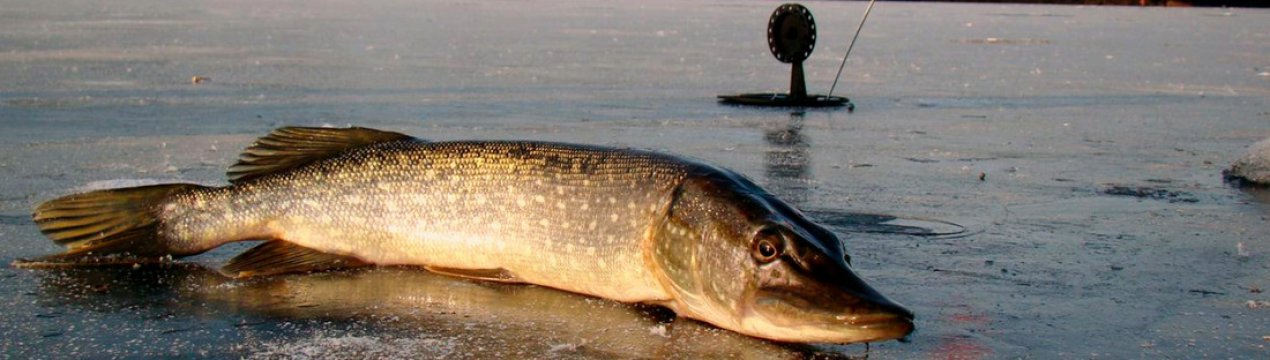 Як правильно рибалити на жерлицю взимку