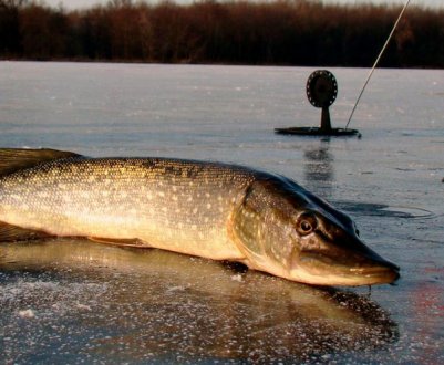Як правильно рибалити на жерлицю взимку