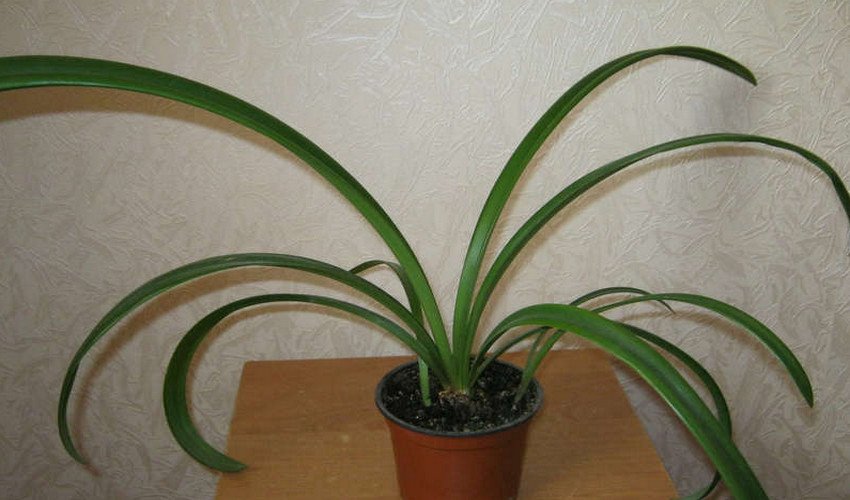 Гиппеаструм