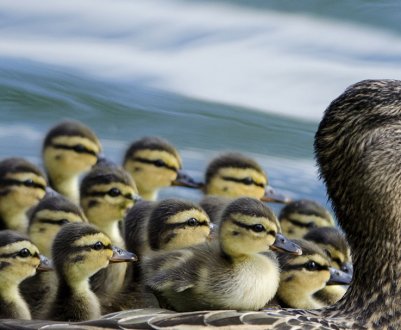 Тривалість життя качки