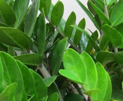 Як в домашніх умовах правильно пересаджувати заміокулькас