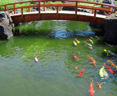 Будівництво ставка для розведення риби і для купання