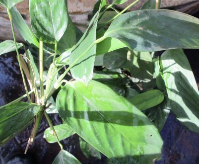 Квітка ктенанта: догляд та вирощування в домашніх умовах