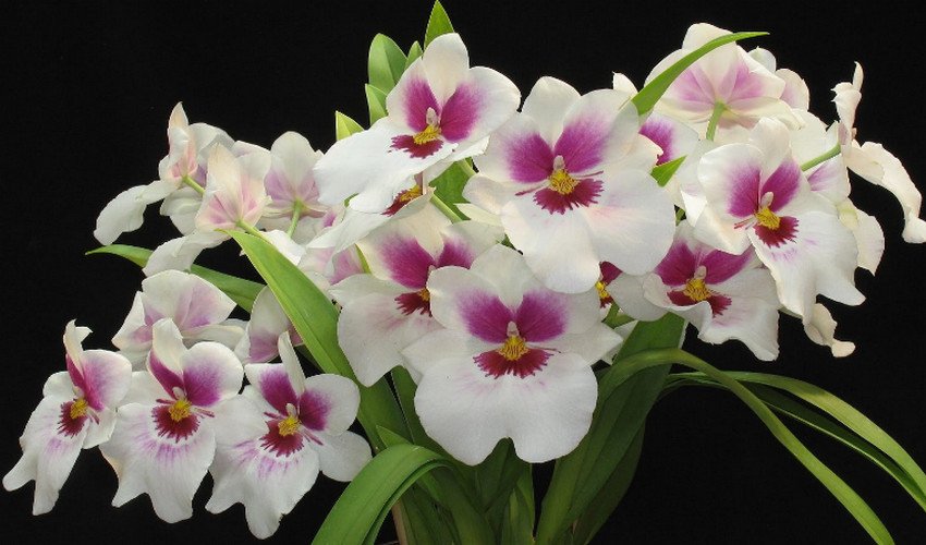 Білосніжна Білосніжна