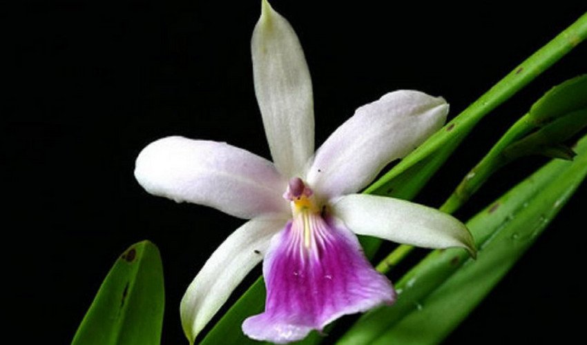 Реньелли Реньелли