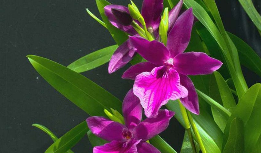 Блискуча Блискуча