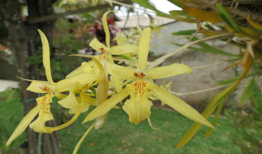 Жовтувата Жовтувата