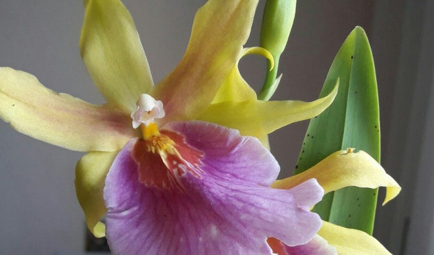 Сансет Сансет