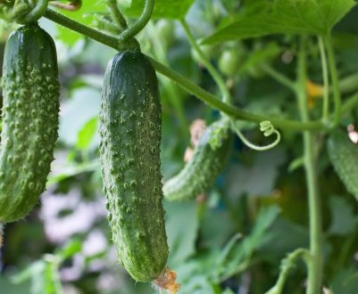 Як правильно вирощувати огірки на підвіконні взимку