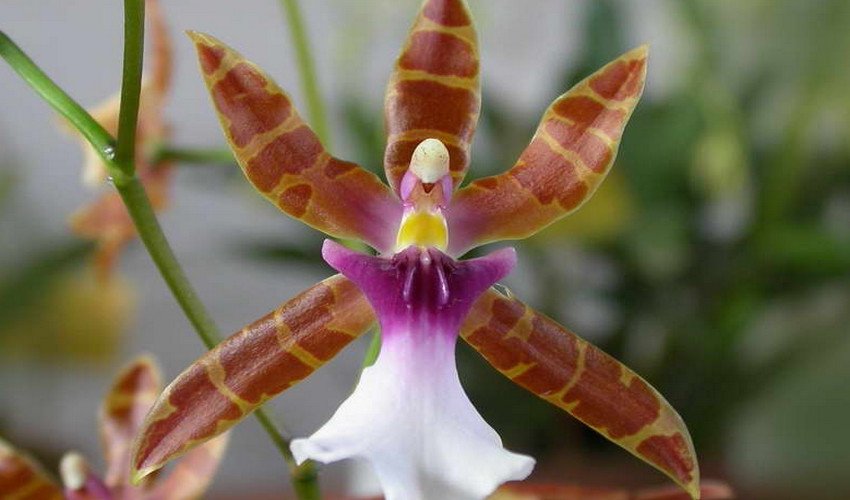 Клоуса Клоуса