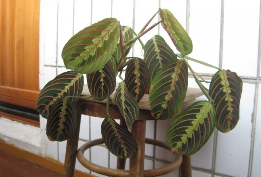 Маранта триколор