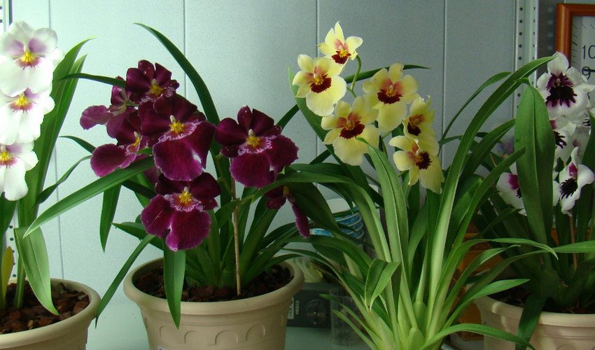 Орхідея мільтонія Орхідея мільтонія