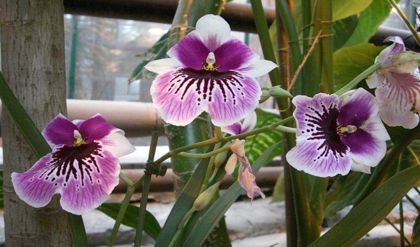 Орхідея мільтонія Орхідея мільтонія