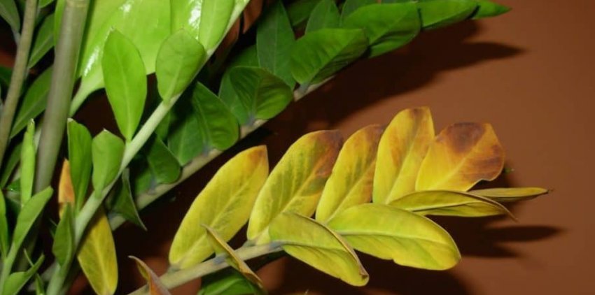 Жовтіють листя у заміокулькаса Жовтіють листя у заміокулькаса