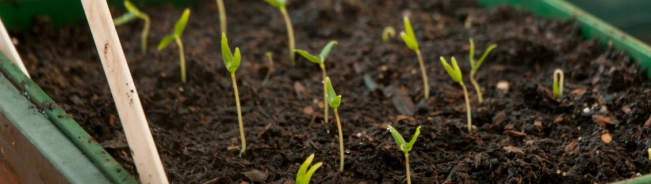 Коли сіяти огірки на розсаду