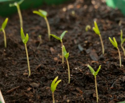 Коли сіяти огірки на розсаду