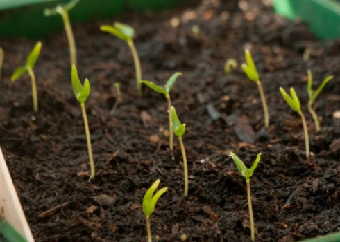 Коли сіяти огірки на розсаду