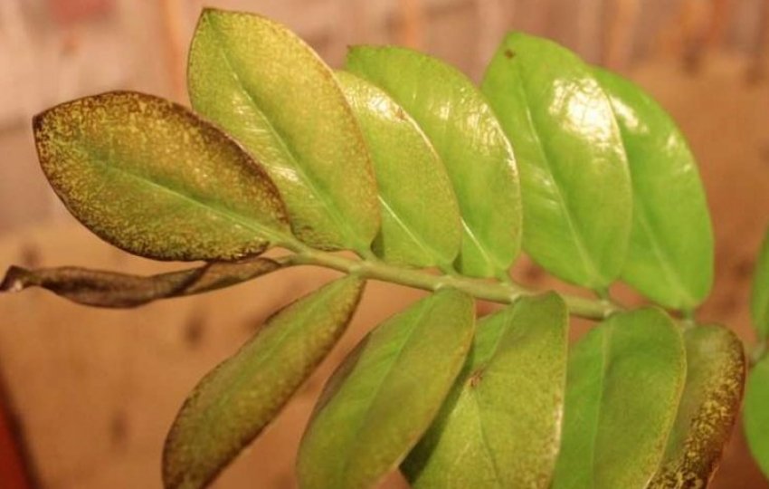 кінчики листя стають коричневими кінчики листя стають коричневими