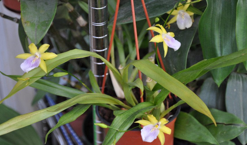 Орхідея мільтонія Орхідея мільтонія