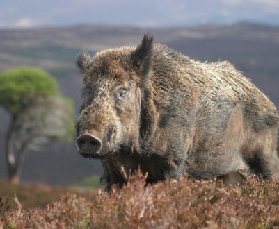 У Польщі виявлено понад 200 нових випадків АЧС