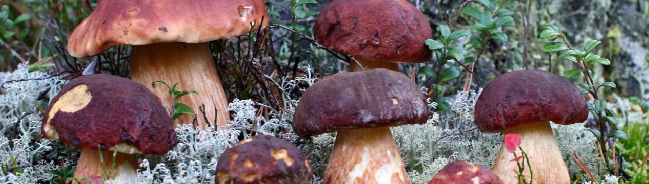 Гриби можуть стати їжею майбутнього