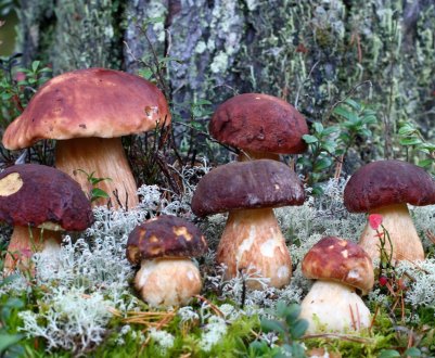 Гриби можуть стати їжею майбутнього