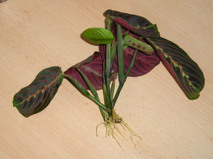 Розмноження поділом кореневищ