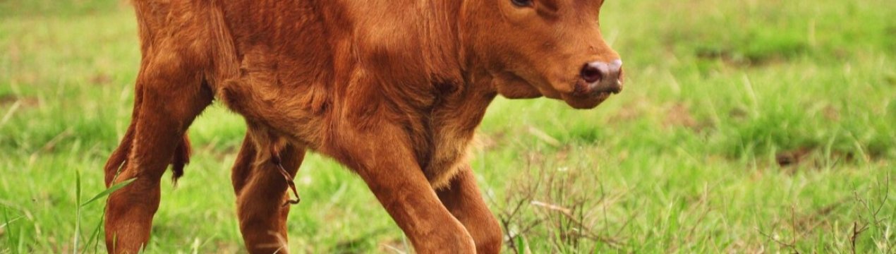 Дешевше морської свинки: німецькі фермери вражені цінами на телят