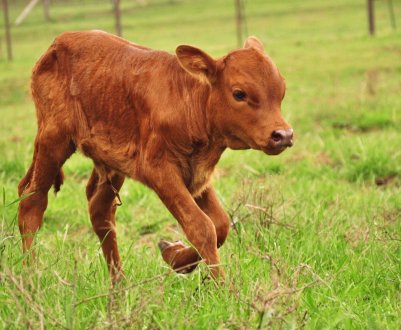Дешевше морської свинки: німецькі фермери вражені цінами на телят
