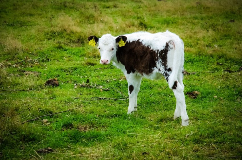 Дешевше морської свинки: німецькі фермери обурені цінами на телят