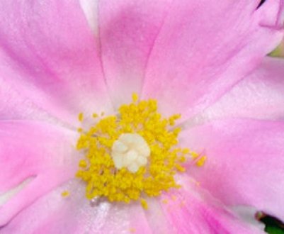 Кактус переказом: догляд в домашніх умовах