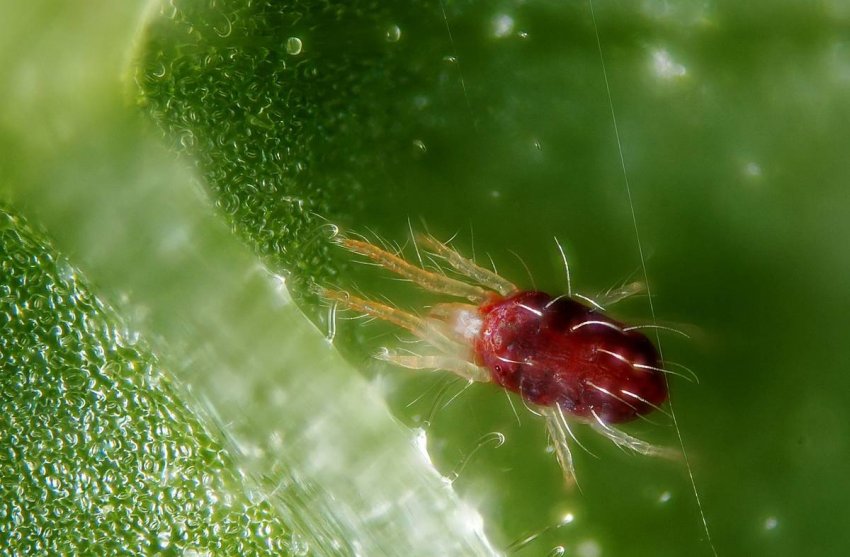 Червоний павутинний кліщ