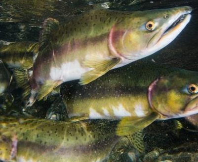 Відмінності горбуші від інших лососевих